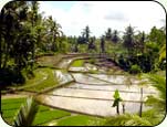 Mountains and rice fields