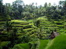 Bali Rice Fields